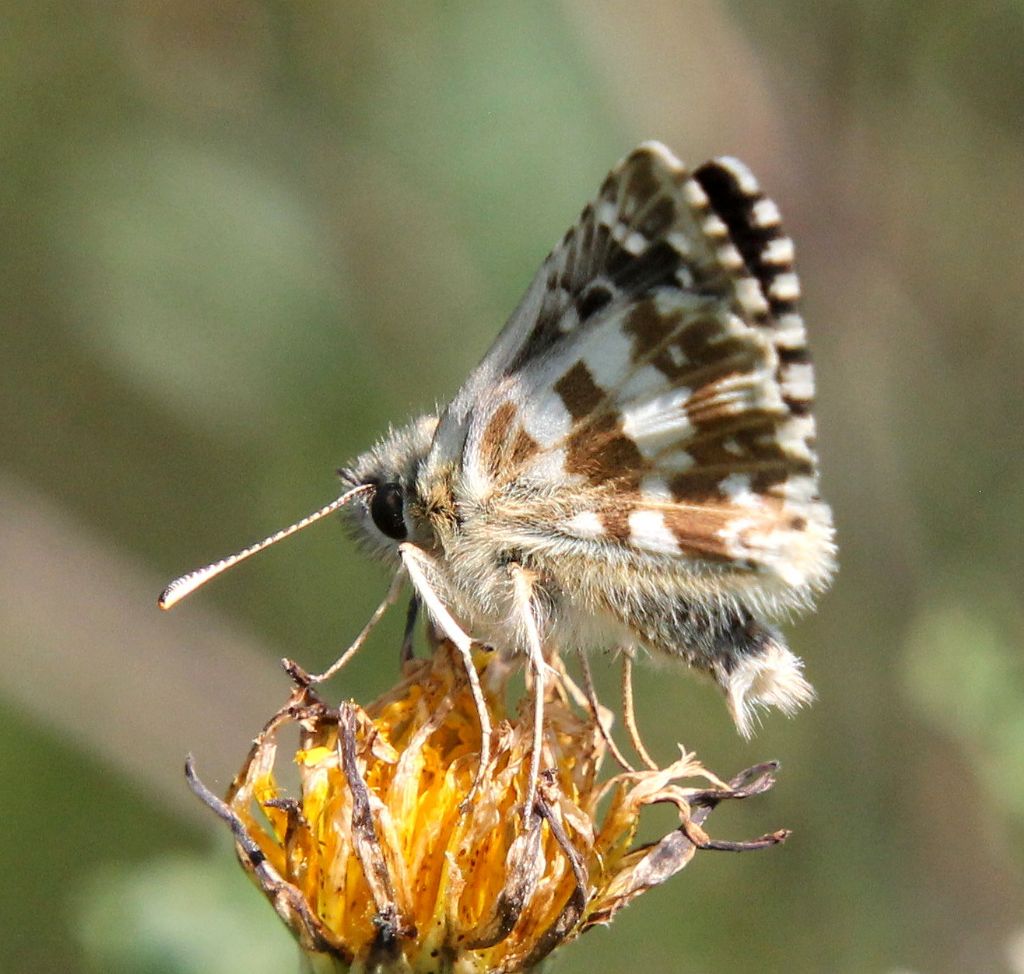Pyrgus malvoides?  No, Pyrgus armoricanus